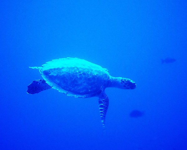 Морская черепаха в синей воде