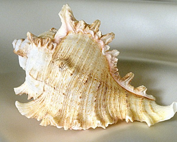 Раковина мурекса