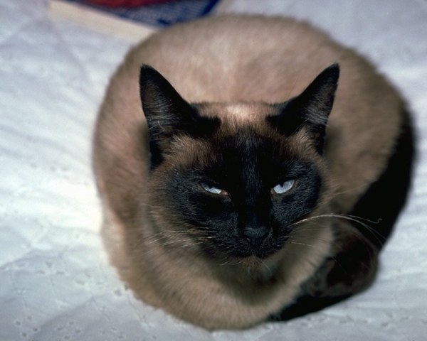 Сиамская кошка