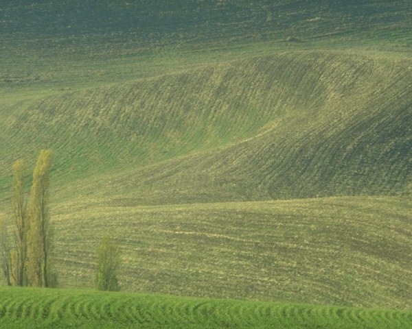 Холмы с пашней и тополями