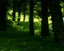 Свет в глубине леса