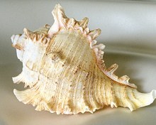 Раковина мурекса