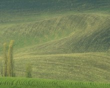 Холмы с пашней и тополями