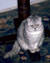Пушистая кошка на ковре