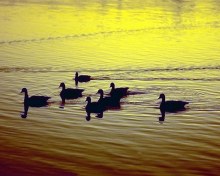 Утки на закатной воде