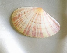 Раковина на светлой ткани