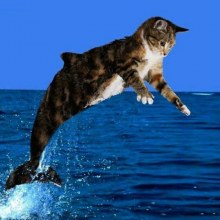 cat.jpg