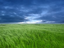 Обои