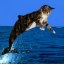 cat.jpg